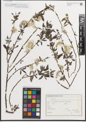 Foto von Salix L.